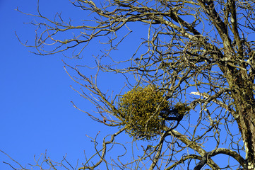 mistletoe balls in tree