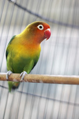 Lovebird sitting on the cage