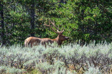 Naklejka na ściany i meble Elk in Grand Teton National Park, Wyoming