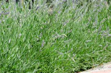 Alley of rosemary blooming in the garden