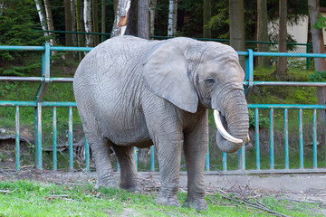 Fototapeta premium Elephant in the zoo