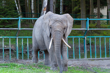 Elephant in the zoo