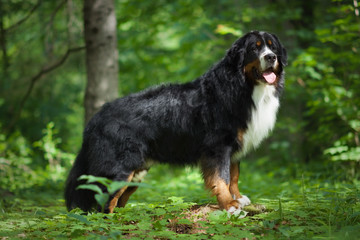 Bermese Mountain Dog standing in the forest