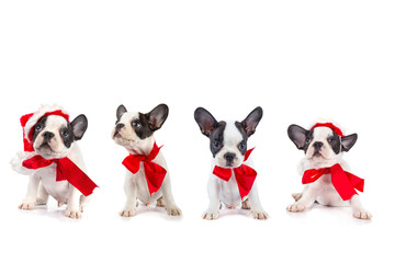 Cute french bulldog puppies with red ribbon