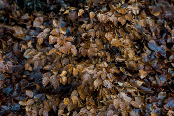 beautiful autumn brown leaves