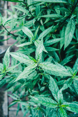 Green cool leaves background