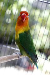 Lovebird sitting on the cage