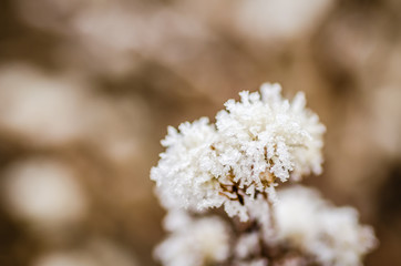 Frozen thistles 