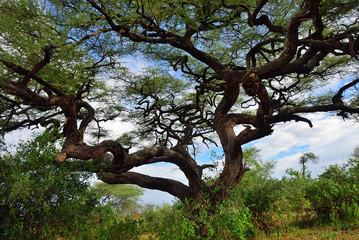 Fototapeta na wymiar Umbrella acacia in Tanzania, Africa