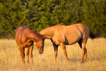 Two horses coming together