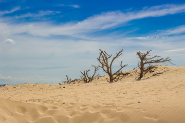 Beach. Summer landscape. Punta Paloma beach, Tarifa, Spain.