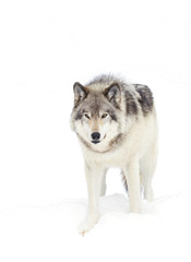 A lone Timber wolf or Grey Wolf isolated on a white background (Canis lupus) walking in the winter snow in Canada