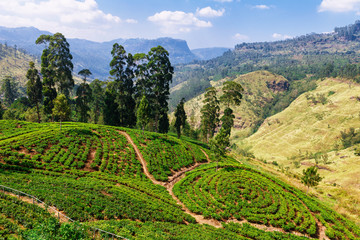 Tea plantation in up country near Nuwara Eliya, Sri Lanka