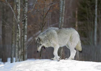 Papier Peint photo Loup Timber wolf or Grey Wolf (Canis lupus) walking in the winter snow in Canada