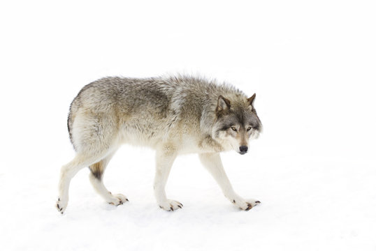 Timber wolf or Grey Wolf (Canis lupus) isolated on a white background walking in the winter snow in Canada