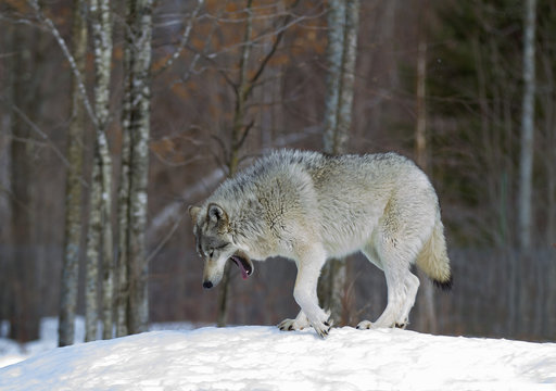 Fototapeta Timber wolf or Grey Wolf (Canis lupus) walking in the winter snow in Canada