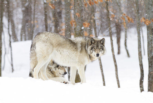 Fototapeta Timber wolves or Grey Wolf (Canis lupus) standing in the winter snow in Canada