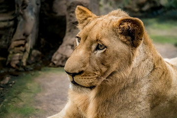 Young Lioness