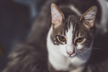 Fototapeta premium Portrait de chat tigré blanc