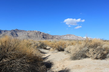 desert du mojave