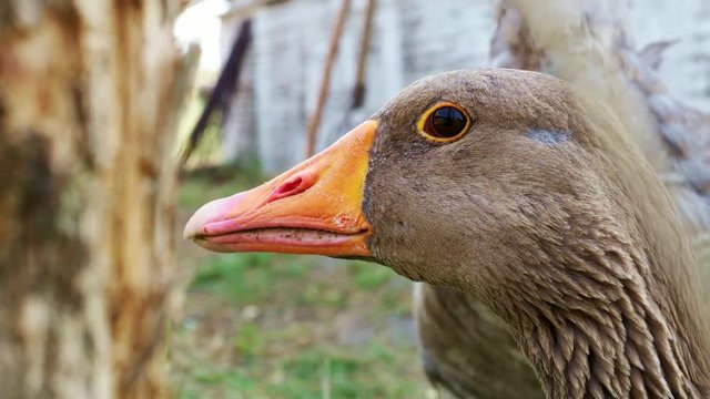 Сlose-up head of a goose