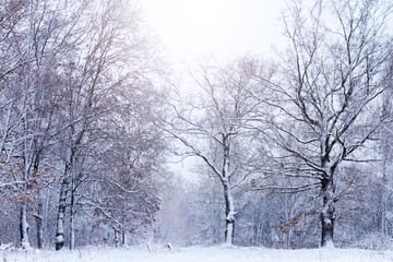 snowy day in the oak forest