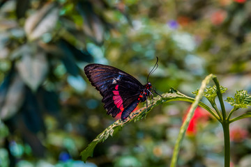 NY butterfly