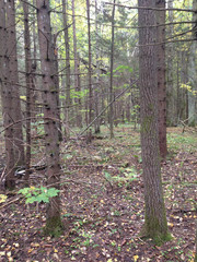 nature landnaturescape landscape trees wood pine footpath pergola leaves