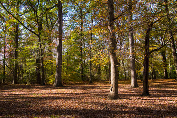 Fototapeta premium Autumn leaves on trees in forest