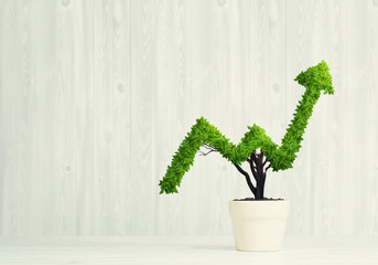 Concept of investment income and growth with tree in pot