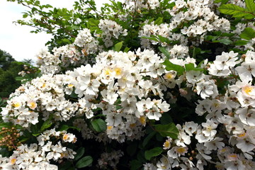 Wildrose auf der Insel Vilm in Vollblüte