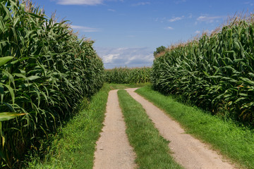 Feldweg