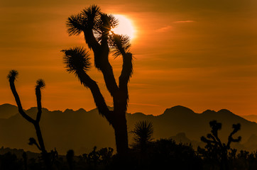 Joshua-Tree-Nationalpark, Kalifornien, USA