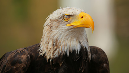 Águila Calva en el Parque de la Naturaleza de Cabárceno, Cantabria, España