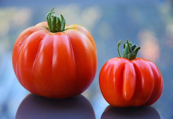 Tomates corazón de buey