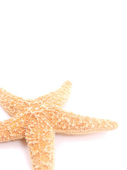 Isolated Starfish