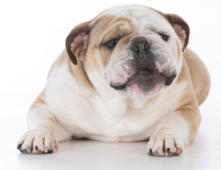 dog with funny expression