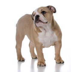 cute bulldog puppy