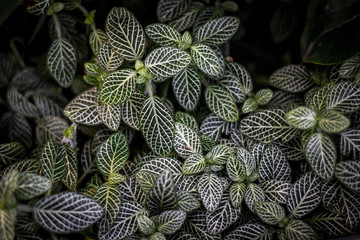 Green leafs with white stripes