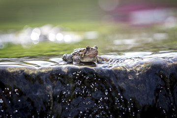 Frog in a rock in the water