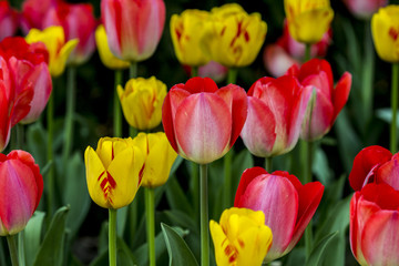 Fototapeta premium Yellow and red flowers in a nice background