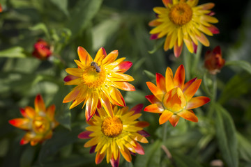 Flowers in a nice background