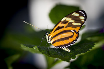 Obraz na płótnie Canvas Butterfly in a garden