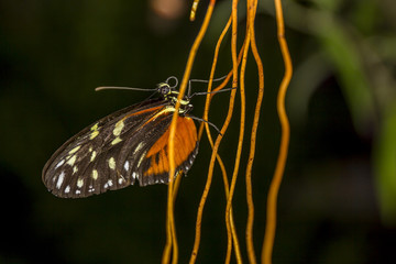 Fototapeta na wymiar Butterfly in a garden