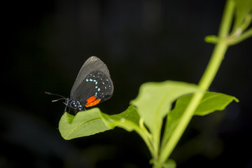 Butterfly in a garden