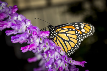 Butterfly in a garden