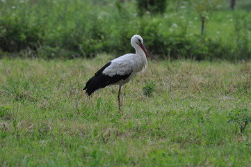 Bocian na polu