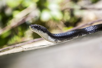 Snake in a tree branch