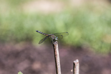 Dragonfly standing in stick