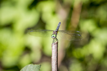 Dragonfly standing in stick
